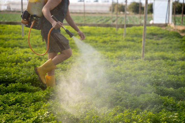 Best Exterminator Services  in Steele, MO